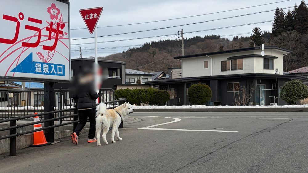 秋田温泉プラザ近くで散歩する白い秋田犬